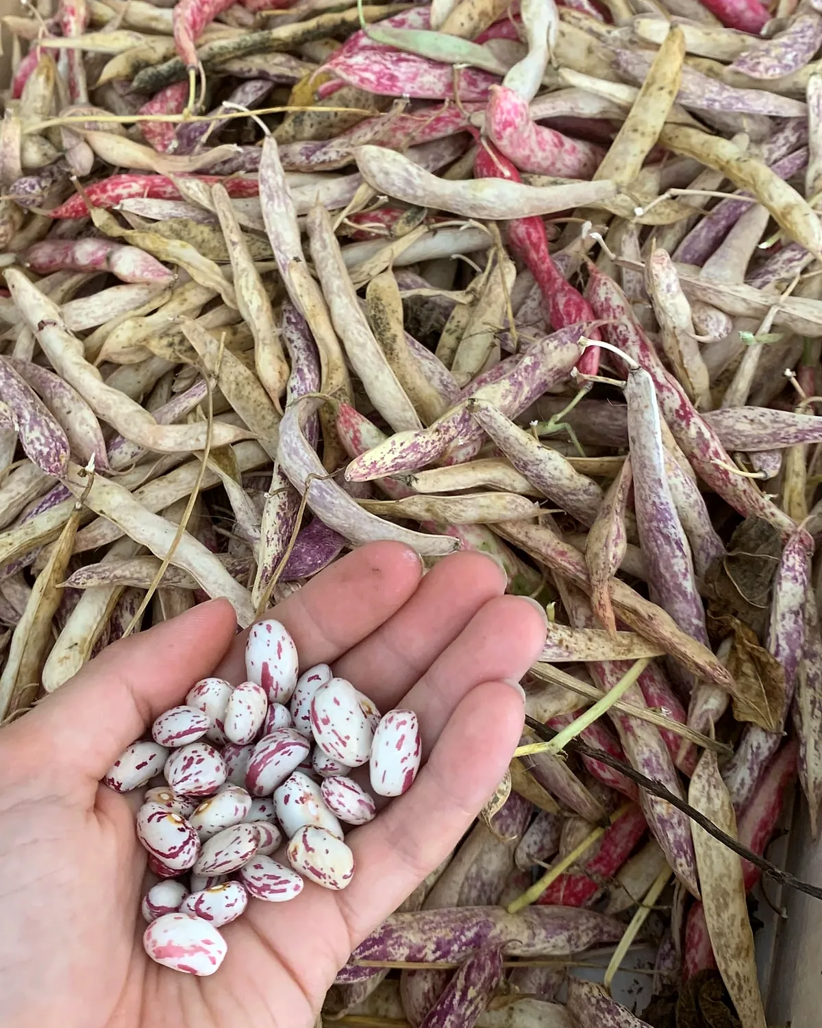 Haricots coco à écosser, une poignée dans la main